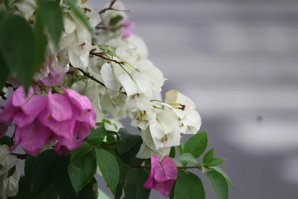 午後の道端の紫色の花の写真 — ストック写真