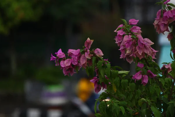 午後の道端の紫色の花の写真 — ストック写真