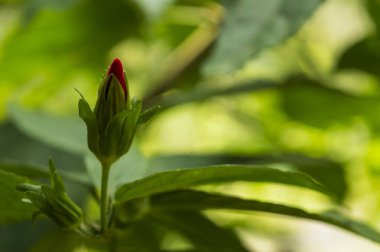 Amfibik familyasındaki (Malvaceae) tüm bitkilerde yaygın olan tipik staminal sütun, çiçeğin yaşamı için 