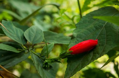 Amfibik familyasındaki (Malvaceae) tüm bitkilerde yaygın olan tipik staminal sütun, çiçeğin yaşamı için 