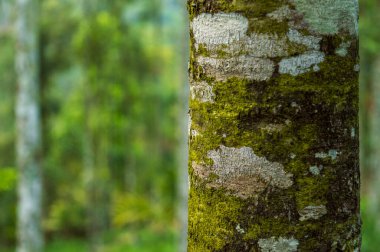 Ağaç kabuğu gövdenin en dış koruyucu katmanları, dalları ve ağaç kökleri ve diğer odunsu bitkilerdir. Ağaç kabuğu, vasküler Kambiyum 'un dışındaki tüm dokuları kapsar. Ağaç kabuğu sürekli olarak içeriden yenilenir, yağmurda nemi uzak tutar. 