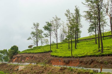 Çay yetiştirme yöntemleri ekme, budama, toplama ve işleme dahildir. Çay çeşitli topraklarda yetişir. En iyisi hafif, gözenekli alt toprağı olan ve suyun bedavaya geçmesine izin veren yumuşak, kırılgan topraktır. Çünkü çay, durgun suya karşı son derece dayanıksızdır.