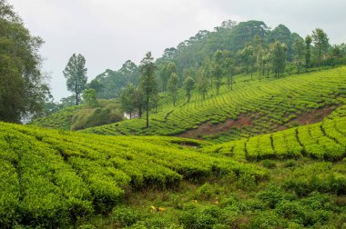 Çay yetiştirme yöntemleri ekme, budama, toplama ve işleme dahildir. Çay çeşitli topraklarda yetişir. En iyisi hafif, gözenekli alt toprağı olan ve suyun bedavaya geçmesine izin veren yumuşak, kırılgan topraktır. Çünkü çay, durgun suya karşı son derece dayanıksızdır.