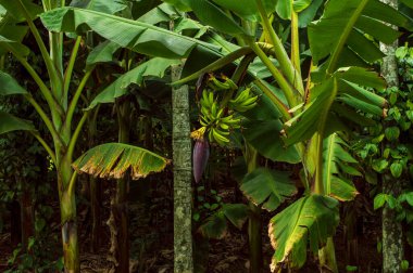 Yeşil mangolar C vitamini, A vitamini, B6 vitamini ve K vitamini bakımından zengindir. Ayrıca karaciğeri detoksifikasyon yapan hayati bir magnezyum, kalsiyum, demir ve simetrik lif kaynağıdır. Yaz mevsiminde olgunlaşmamış mango yemek enfeksiyonları önler..
