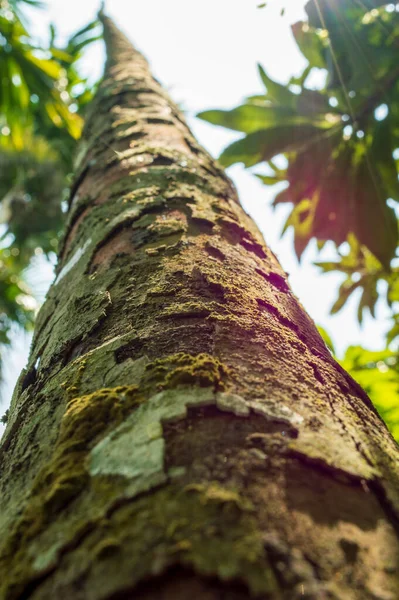 Trees that are dead or dying will begin to shed their bark, causing it to peel off. Peeling bark also indicates that the tree is not getting enough nutrients, so even if its not dead, it may be headed that way.