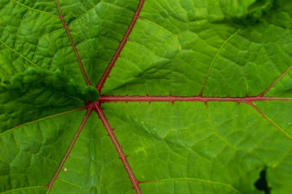 Klimplanten Zijn Planten Die Zich Hechten Aan Een Externe Ondersteuning — Stockfoto