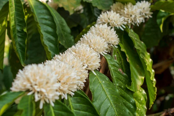 Coffee comes from a pretty spectacular plant. Not just because it produces the wonderful little seed that makes our favourite beverage, but also because it is a beautiful flowering tree, fragrant coffee flowers each spring.