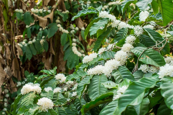 Coffee comes from a pretty spectacular plant. Not just because it produces the wonderful little seed that makes our favourite beverage, but also because it is a beautiful flowering tree, fragrant coffee flowers each spring.