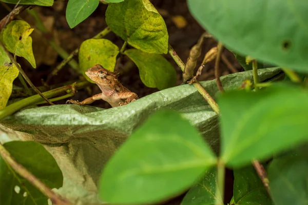 Chameleoni Vyznačují Zygodactylous Nohama Jejich Kymácející Chůzí Erby Nebo Rohy — Stock fotografie