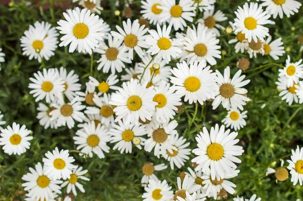Daisy Είναι Ένα Πολυετές Ποώδες Φυτό Μικρά Ερπετά Ριζώματα Και — Φωτογραφία Αρχείου
