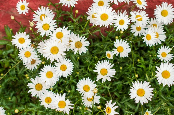 Daisy Perennial Herbaceous Plant Short Creeping Rhizomes Rosettes Small Rounded — Stock Photo, Image