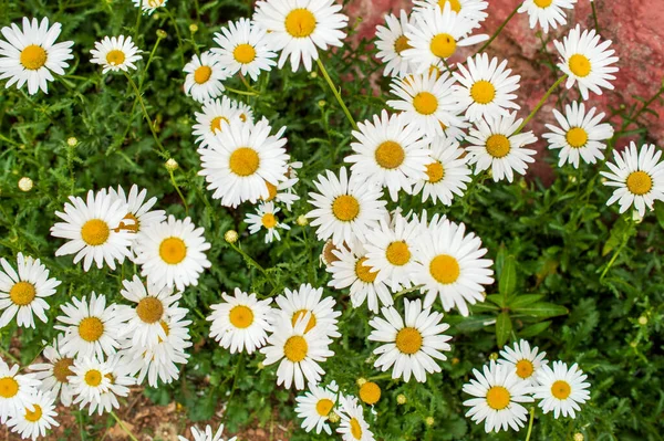 Daisy Είναι Ένα Πολυετές Ποώδες Φυτό Μικρά Ερπετά Ριζώματα Και — Φωτογραφία Αρχείου