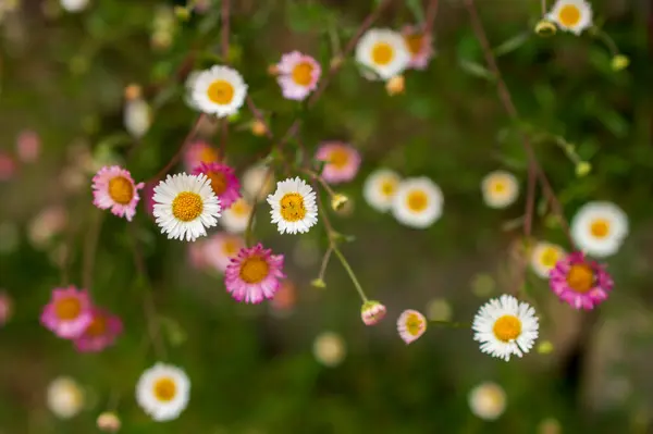 Spring Meadow Carpet Small Pink White Flowers Which Known Wild — Stock Photo, Image