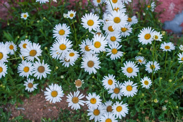 Frühlingswiese Eines Teppichs Aus Kleinen Rosa Und Weißen Blüten Die — Stockfoto