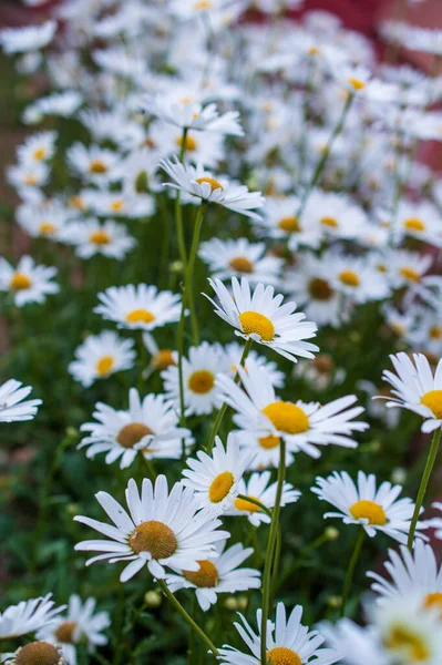 Spring Meadow Carpet Small Pink White Flowers Which Known Wild — Stock Photo, Image