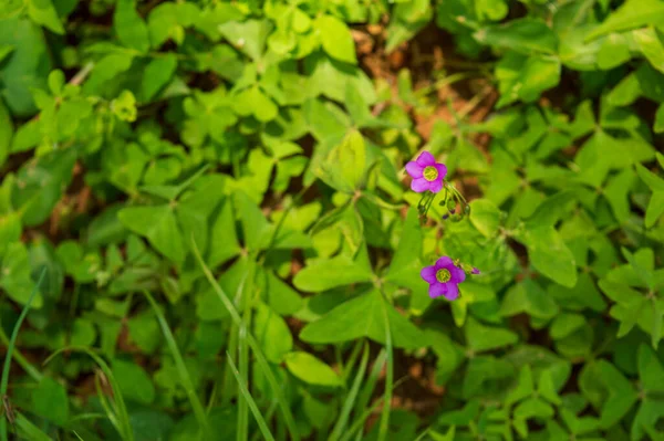 生长在野外或独立生长的植物 没有耕作 称为野花 在这里 小小的紫色五瓣野花成了焦点 — 图库照片