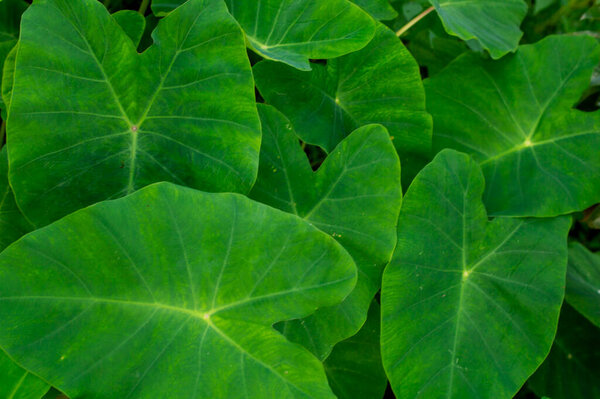 The leaves of colocasia are edible, but they contain needle-like crystals of calcium oxalate which are a skin irritant, so they must be cooked first. Here is the colocasia plants in focus.