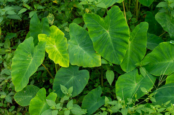 The leaves of colocasia are edible, but they contain needle-like crystals of calcium oxalate which are a skin irritant, so they must be cooked first. Here is the colocasia plants in focus.