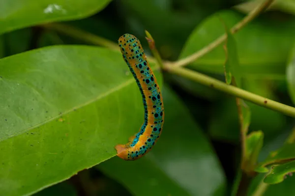 Lagartas São Fase Larval Das Borboletas Mariposas Maioria Deles Herbívora — Fotografia de Stock