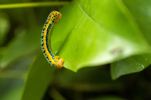 Lagartas São Fase Larval Das Borboletas Mariposas Maioria Deles Herbívora — Fotografia de Stock