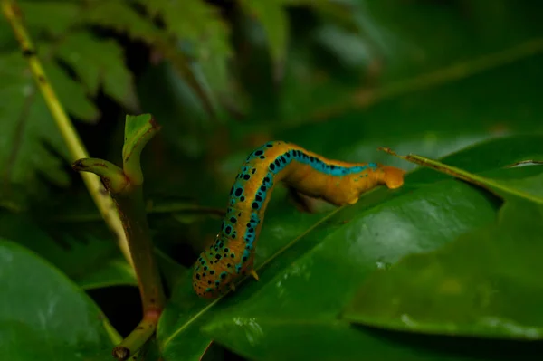 Las Orugas Son Etapa Larval Mariposas Polillas Mayoría Ellos Son — Foto de Stock