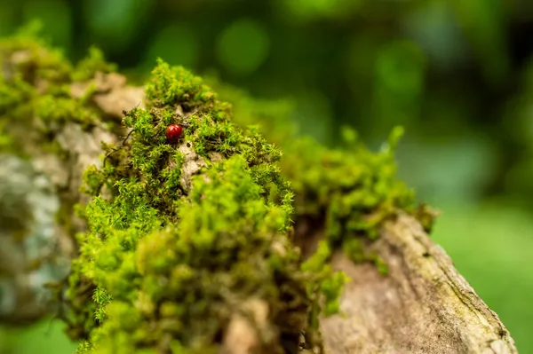 Ladybugs Zijn Mooi Sierlijk Onschadelijk Voor Mensen Maar Boeren Zijn — Stockfoto
