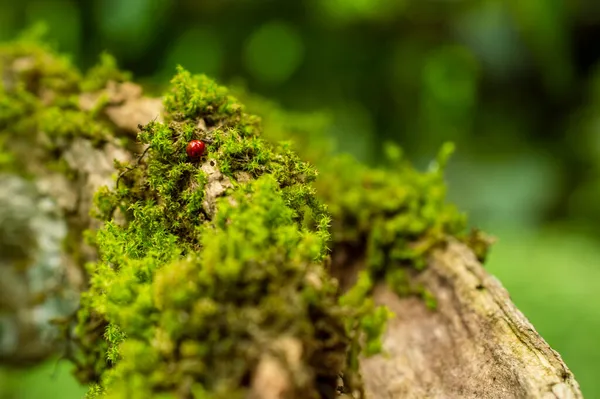 Les Coccinelles Sont Jolies Gracieuses Inoffensives Pour Les Humains Mais — Photo