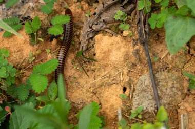 Kırkayaklar, vücut bölümlerinin çoğunda iki çift eklemli bacağa sahip olarak karakterize edilen bir eklem bacaklı gruptur; bilimsel olarak bu özellikten türetilen Diplopoda sınıfı olarak bilinirler. Kırkayaklar yavaş hareket eden zararlılardır..