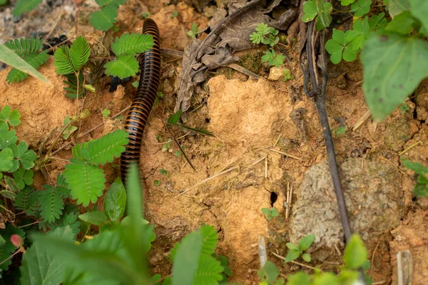 Kırkayaklar, vücut bölümlerinin çoğunda iki çift eklemli bacağa sahip olarak karakterize edilen bir eklem bacaklı gruptur; bilimsel olarak bu özellikten türetilen Diplopoda sınıfı olarak bilinirler. Kırkayaklar yavaş hareket eden zararlılardır..