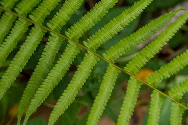 蕨类是一组维管束植物的成员 这些维管束植物通过孢子繁殖 既没有种子也没有花朵 这里是一个绿色蕨类植物的一部分 — 图库照片