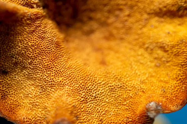 Piękny Wzór Tekstury Tła Który Jest Pomarańczowy Kolorze Niektórymi Częściami — Zdjęcie stockowe