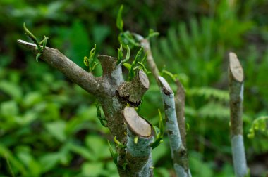 Yapraklar ilk kesimden dört hafta sonra ikinci bir hasat için yenilenecek. Eğer bitki tohuma gitmezse, iki ya da daha fazla yeniden büyüme döngüsü üretebilir, bu da sizin hasat etmeye devam etmenizi sağlayabilir. Burada yeniden büyüyen bir ağaç var..