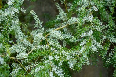 Yabani bitkiler yabani otlar olarak adlandırılabilir. Yabani otlar, ekin bitkisiyle (ana ekin hariç) toprakta yetişen istenmeyen bitkilerdir. Vahşi bitkiler de evcilleştirilmiş bitkiler kadar önemlidir çünkü aynı zamanda çevrede önemli rolleri vardır.. 