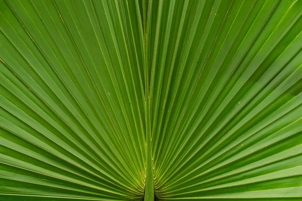 Feuilles Palmier Vert Ressemblant Paon Avec Queue Relevée Évidence — Photo