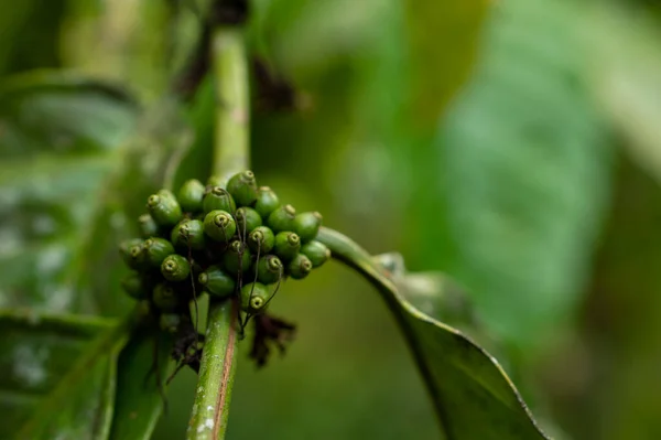 Groene Koffiebonen Zitten Boordevol Essentiële Voedingsstoffen Antioxidanten Die Helpen Vrije — Stockfoto