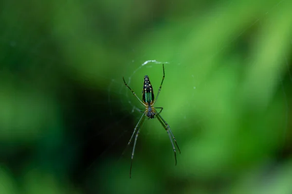 クモは8本の足を持つ空気呼吸性の節足動物であり 絹を排出する毒蛇や紡錘体を注射することができる ここに焦点を当てたそのウェブ上のカラフルなクモがあります — ストック写真