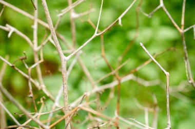 Kurutulmuş bitkiler dekoratif amaçlar için kullanılır. Bazı kurumuş bitkiler özellikle bitkiler yiyecek ve içecek için kullanılabilir. Burada bir bitkinin bazı kurumuş kökleri, bazı kısımları odaklı, güzel bir doku kalıbı oluşturur.