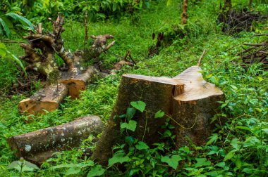 Ağaçların ve diğer bitkilerin kaybı iklim değişikliğine, çölleşmeye, toprak erozyonuna, daha az ekine, sele, atmosferdeki artan sera gazlarına ve yerli halk için bir çok soruna yol açabilir..