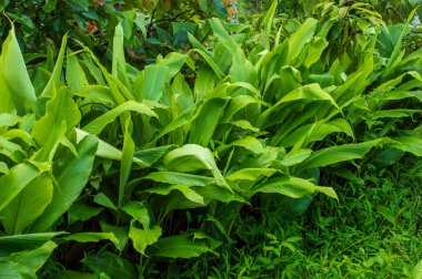 Zerdeçal bir ara ürün olarak yetiştirilebilir. Yapraklar ve gövde giderek kahverengileşip kurumaya başladığında hasat etmeye hazırlar. Kuruduktan sonra, toprak sürüldü ve Rhizhouse 'lar çıkarıldı..