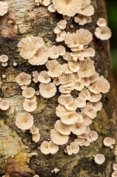 Mushrooms Wood Can Either Edible Non Edible Also Might Poisonous — Stock Photo, Image