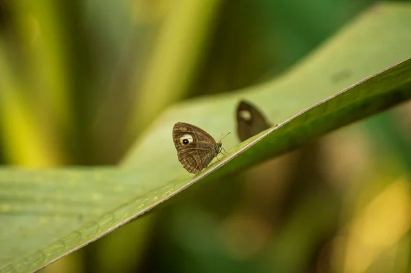 Een Mooie Bruine Vlinder Een Blad Lijkt Kijken Naar Ons — Stockfoto