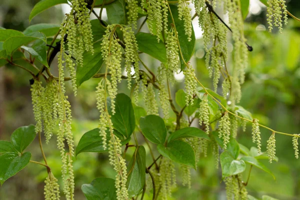 Wilde Kleine Groene Bloemen Hangen Naar Beneden Met Een Aantal — Stockfoto