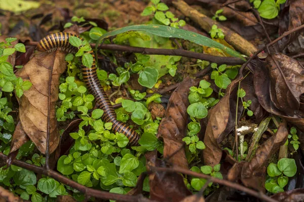 Los Milpiés Son Grupo Artrópodos Que Caracterizan Por Tener Dos — Foto de Stock