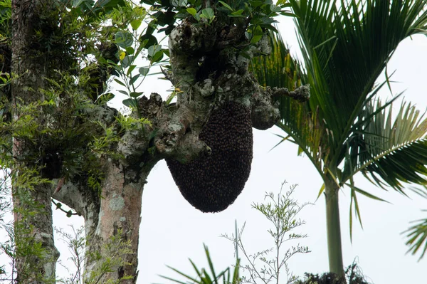 Hive Bir Bal Arısı Yuvasını Barındırmak Için Yapay Insan Yapımı — Stok fotoğraf