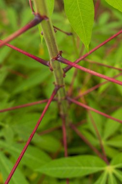 Tapioca, kasava bitkisinin depolama köklerinden elde edilen bir nişasta. Bu bitki ya kırmızı ya da yeşil dallara sahiptir. İşte tapyokanın kırmızı dalı. Odaklanmış bazı kısımları var..