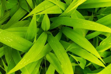 Uzun açık yeşil yapraklar, odak noktasında bazı parçalarla güzel bir doku yapısı oluşturur..