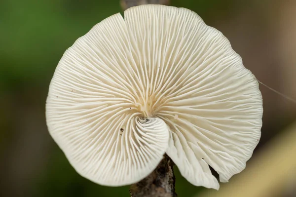 Mushrooms Wood Can Either Edible Non Edible Also Might Poisonous — Stock Photo, Image