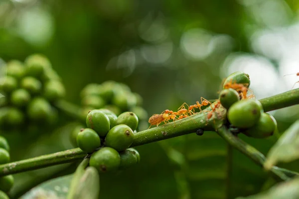 Las Hormigas Son Extremadamente Susceptibles Cafeína Cafeína Confunde Las Hormigas Imágenes De Stock Sin Royalties Gratis