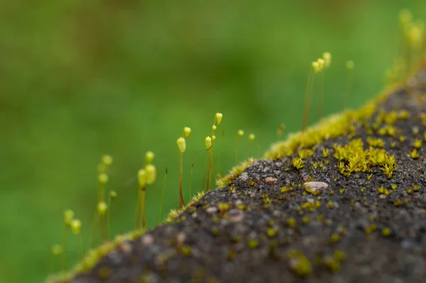 Moss Jednoduchá Rostlina Letáky Fotosyntetických Buněk Stejně Jako Stromů Kapradin — Stock fotografie