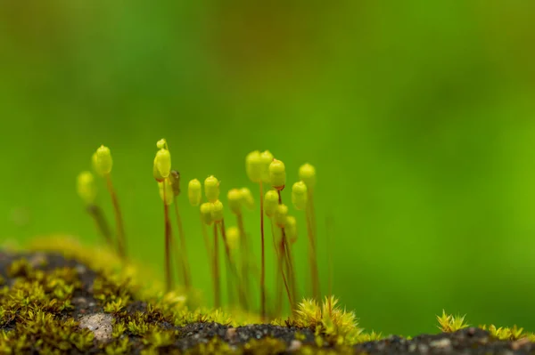 Moss Uma Planta Simples Com Folhetos Feitos Células Fotossintéticas Assim — Fotografia de Stock